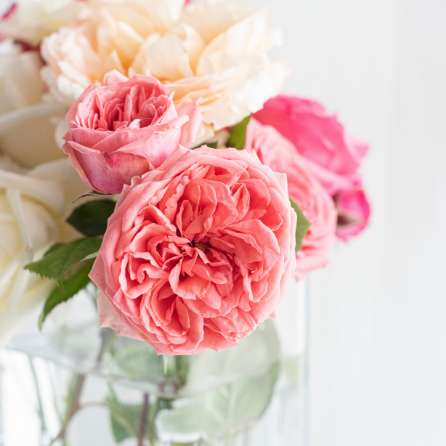 シャンプーセット 緑茶の香り