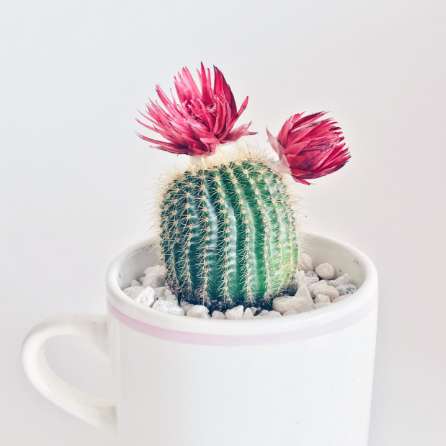 抹茶茶碗 おすすめセット